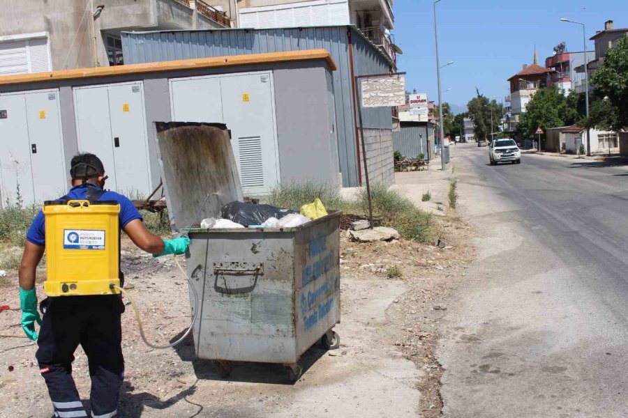 İstilacı Tür Olarak Biliniyor, Yumurtaları Altı Ay Kuraklığa Dayanabiliyor