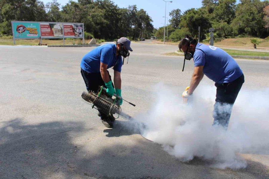 İstilacı Tür Olarak Biliniyor, Yumurtaları Altı Ay Kuraklığa Dayanabiliyor