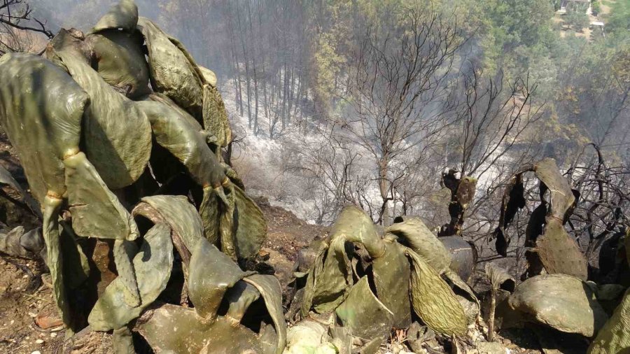 Alevler Bir Anda Evinin Yanına Geldi, Yaşlı Adam Kabusu Yaşadı