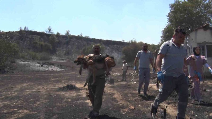 Aksu’da Yürek Yakan Yangında Evler Hasar Gördü, Hayvanlar Telef Oldu