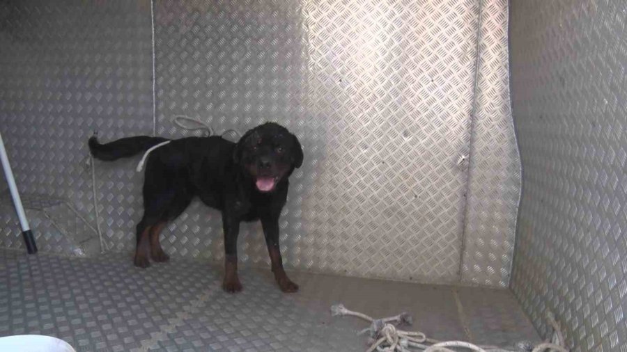 Aksu’da Yürek Yakan Yangında Evler Hasar Gördü, Hayvanlar Telef Oldu