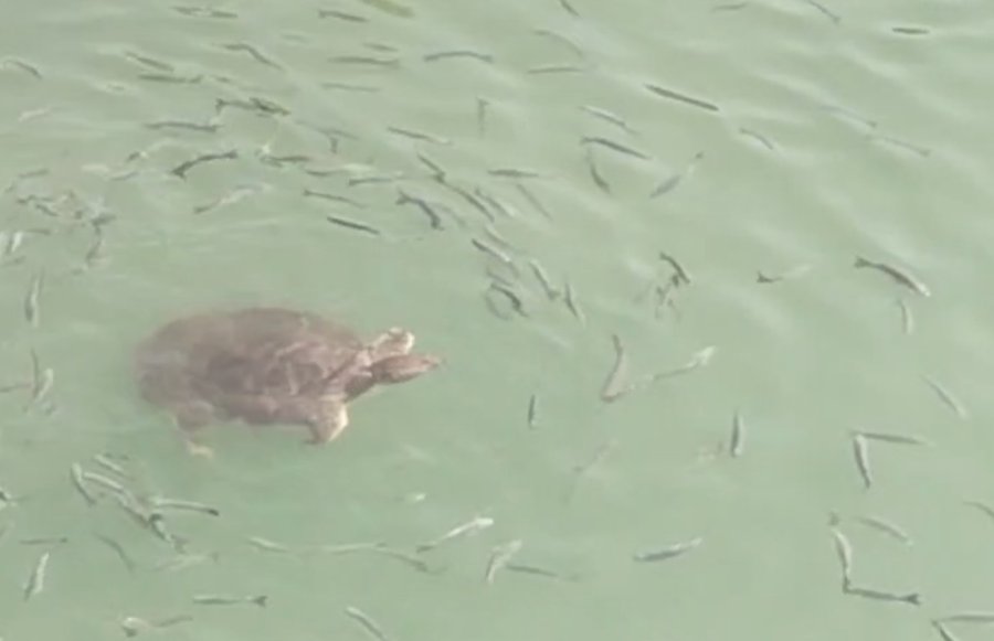 Antalya’da Saldırgan Nil Kaplumbağası Uyarısı