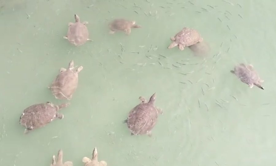 Antalya’da Saldırgan Nil Kaplumbağası Uyarısı