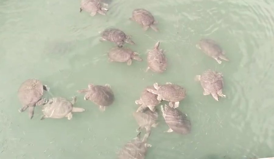 Antalya’da Saldırgan Nil Kaplumbağası Uyarısı