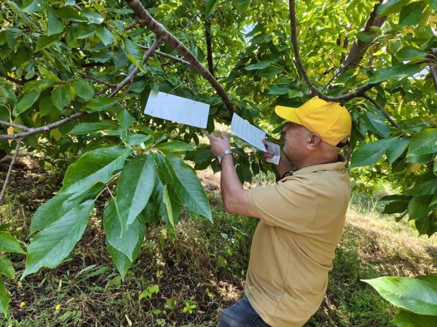 Beyşehir’de Patates Ekili Alanlarda Zararlı Alarmı