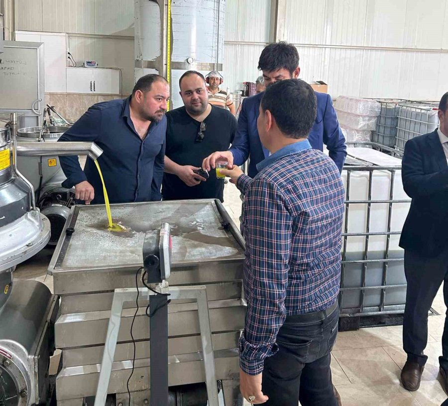 Mut Zeytinyağı Ab Tarafından Tescillendi