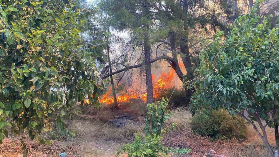 Antalya’da Ormanlık Alanda Yangın Paniği