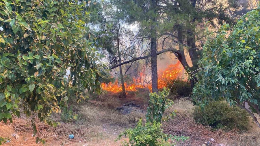 Antalya’da Ormanlık Alanda Yangın Paniği