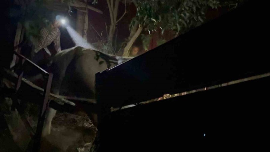 Yaban Keçileri Yangın Sebebiyle Doğal Yaşam Alanlarından Kaçarken Görüntülendi