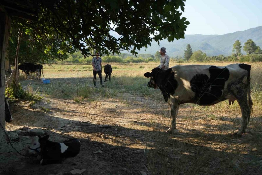 Serik’teki Orman Yangınında Evler Ve Ahırlar Yandı