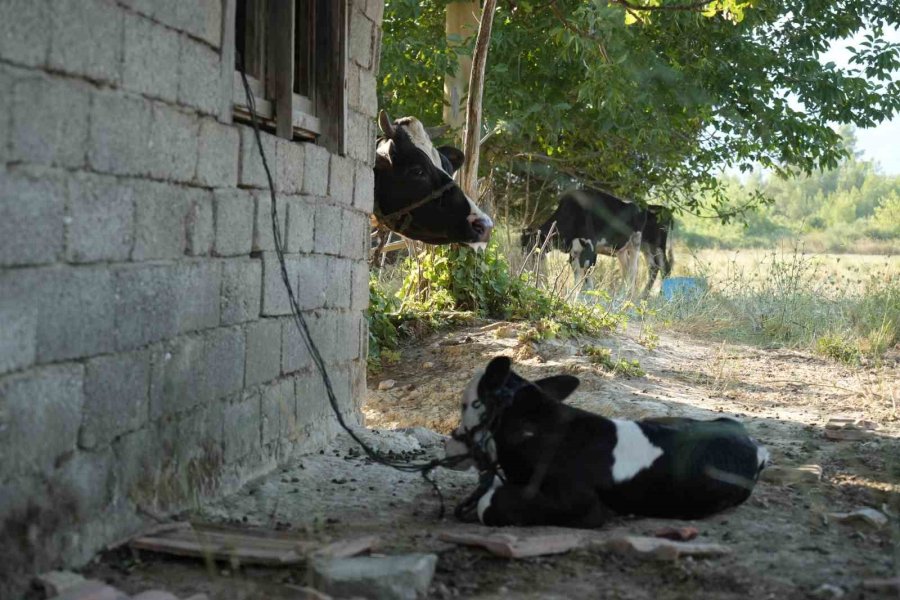 Serik’teki Orman Yangınında Evler Ve Ahırlar Yandı