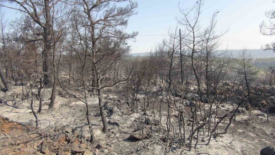Mersin’deki Orman Yangınına 3 Helikopter Ve Arazözlerle Müdahale Ediliyor