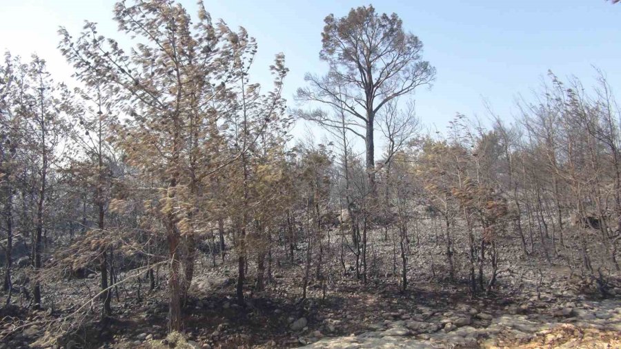 Mersin’deki Orman Yangınına 3 Helikopter Ve Arazözlerle Müdahale Ediliyor
