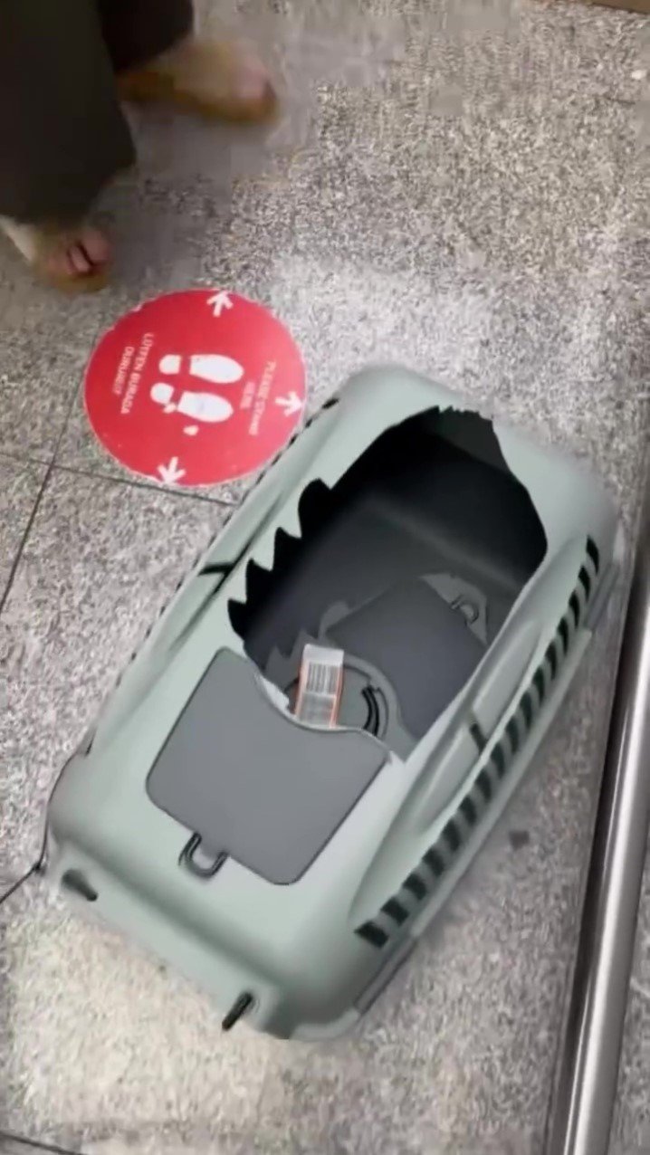 Uçağın Kargo Bölümüne Verdiği Evcil Hayvanlarını Teslim Alınca Çılgına Döndü