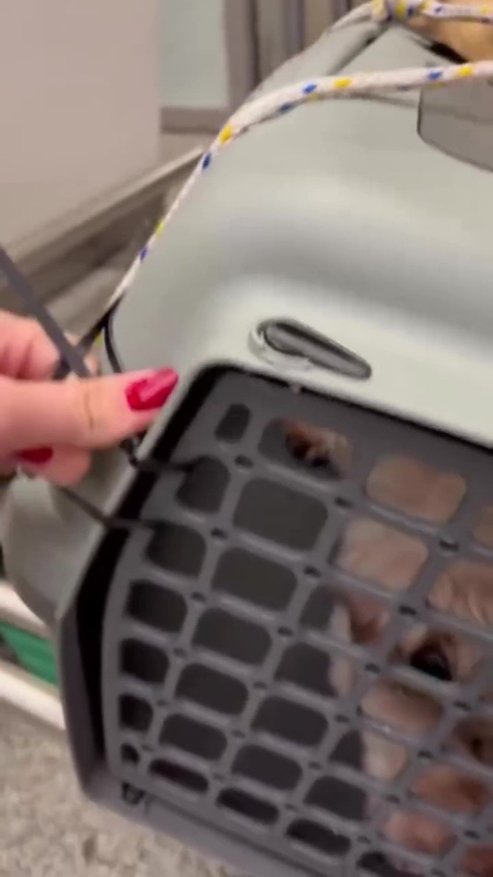 Uçağın Kargo Bölümüne Verdiği Evcil Hayvanlarını Teslim Alınca Çılgına Döndü