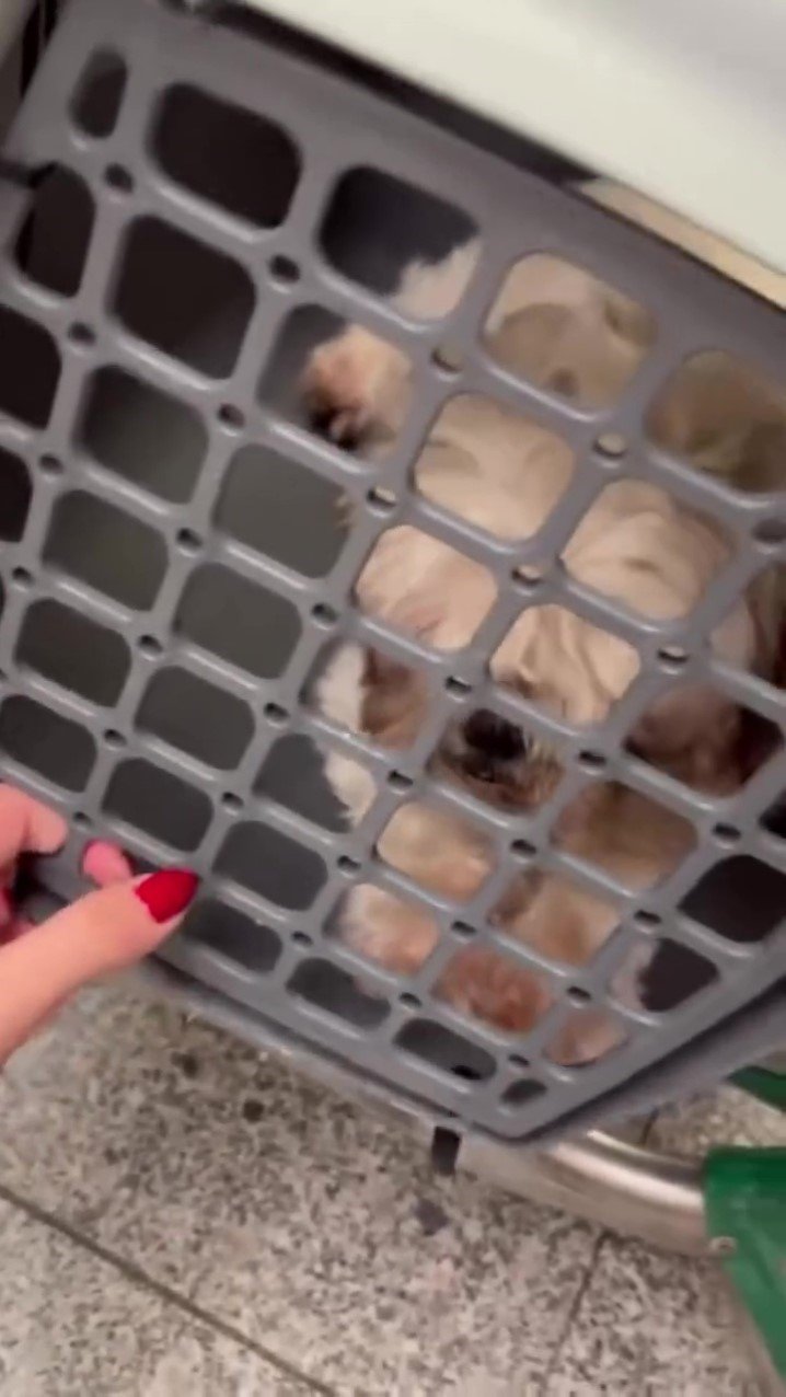 Uçağın Kargo Bölümüne Verdiği Evcil Hayvanlarını Teslim Alınca Çılgına Döndü