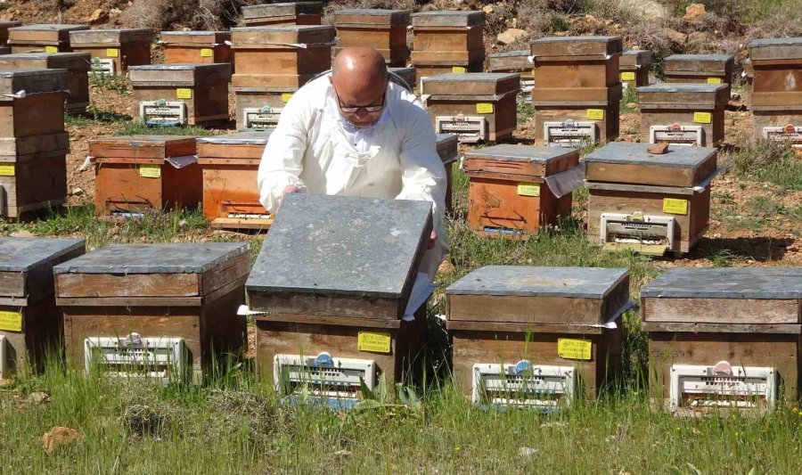 İlk Defa Eğriçayır Balında Tespit Edilmişti, Şifanın Kod Adı: Ta