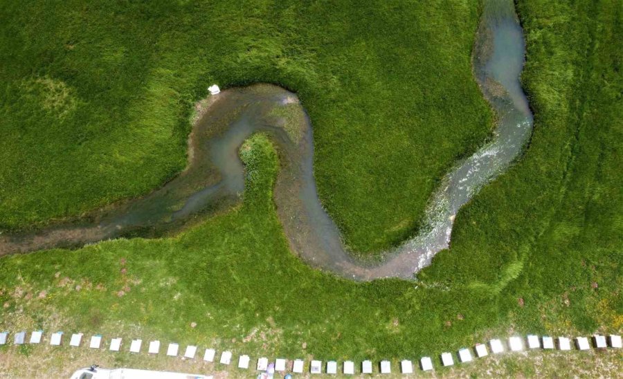 İlk Defa Eğriçayır Balında Tespit Edilmişti, Şifanın Kod Adı: Ta