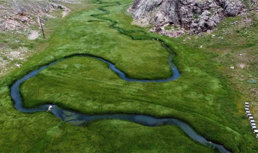 İlk Defa Eğriçayır Balında Tespit Edilmişti, Şifanın Kod Adı: Ta