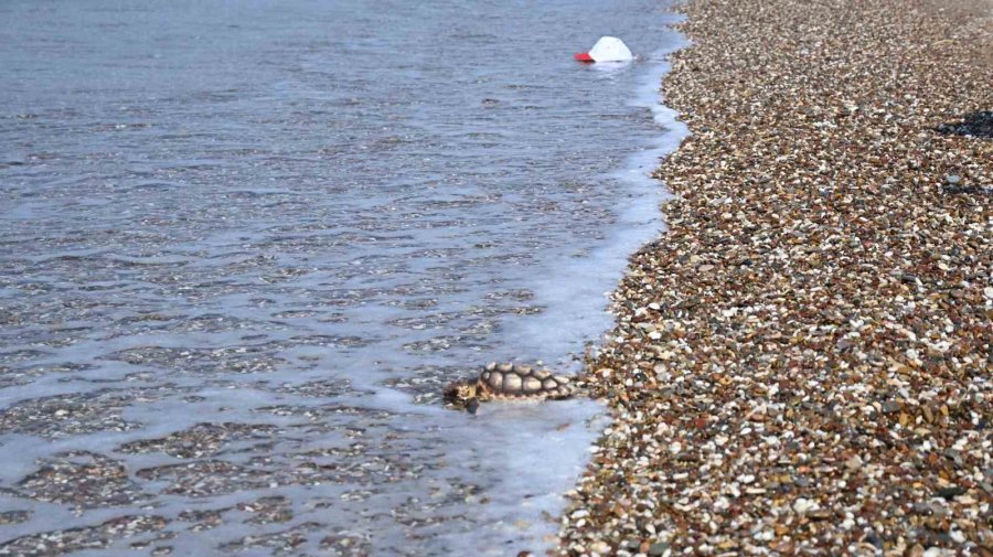 Çuvala Dolanmış Halde Yaralı Bulunan Caretta Caretta Denizle Buluştu