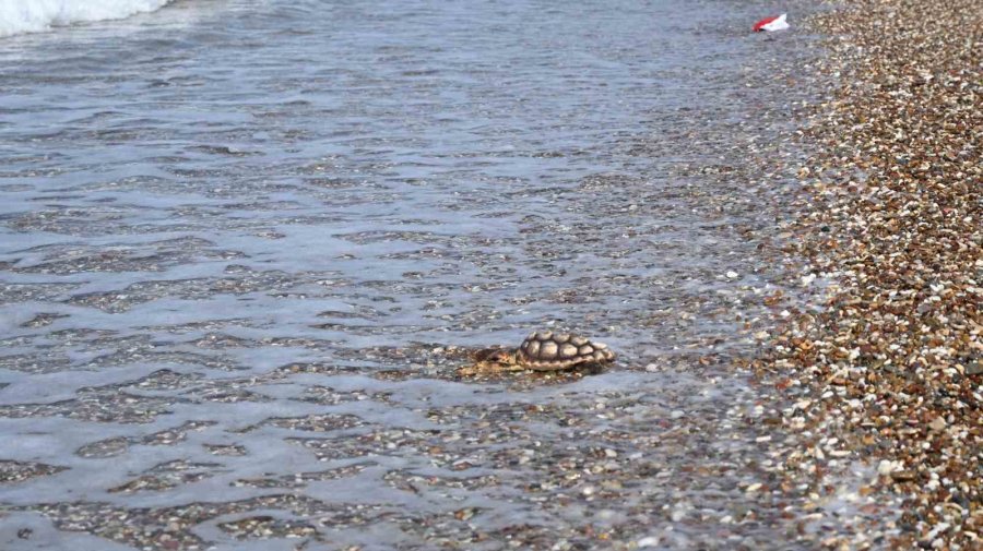 Çuvala Dolanmış Halde Yaralı Bulunan Caretta Caretta Denizle Buluştu