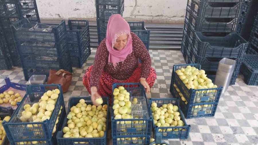 Mersin’de Mut Beyaz İnciri Altın Yılını Yaşıyor