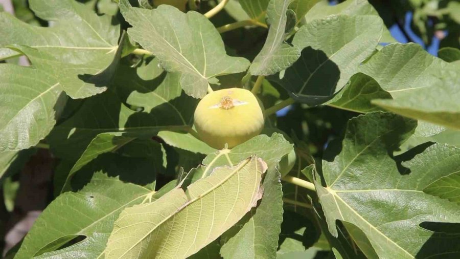 Mersin’de Mut Beyaz İnciri Altın Yılını Yaşıyor