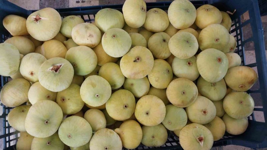 Mersin’de Mut Beyaz İnciri Altın Yılını Yaşıyor