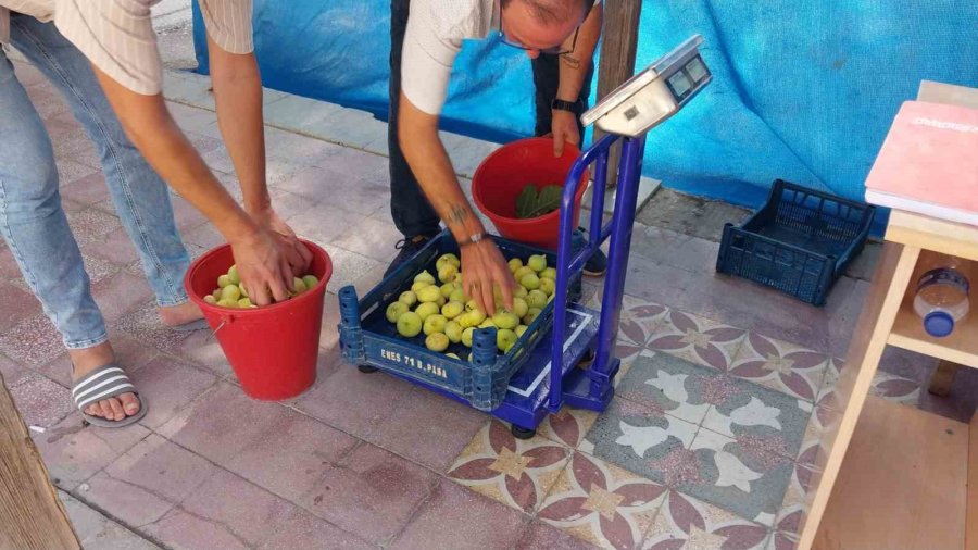 Mersin’de Mut Beyaz İnciri Altın Yılını Yaşıyor