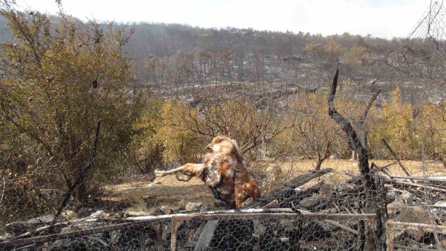 Silifke’deki Orman Yangını Büyük Ölçüde Kontrol Altına Alındı
