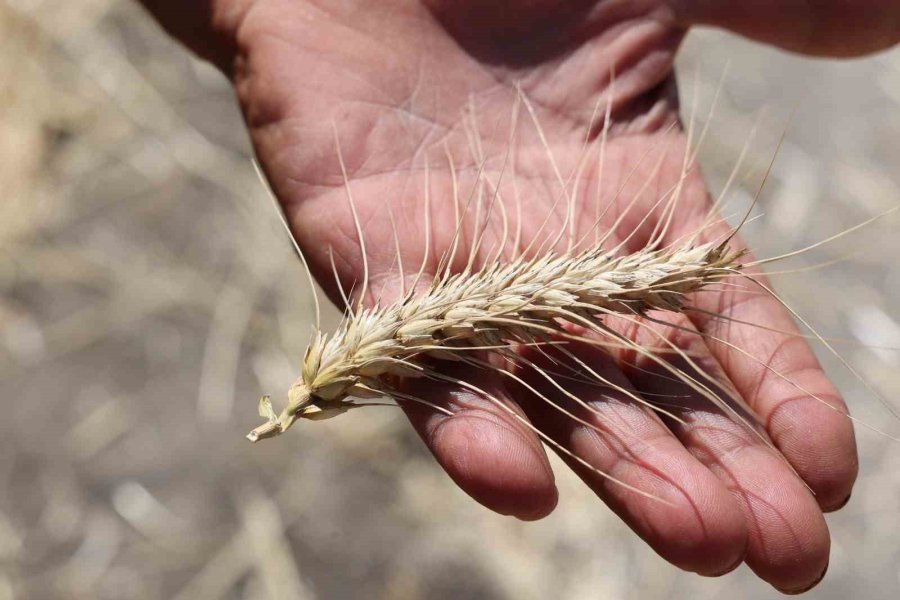 Korkuteli Yeşiloba Yaylası’nda Hibe Tohumların Buğday Hasadı Başladı
