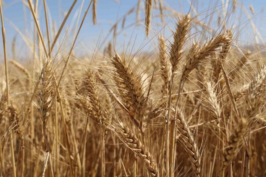 Korkuteli Yeşiloba Yaylası’nda Hibe Tohumların Buğday Hasadı Başladı