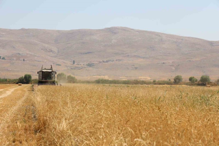 Korkuteli Yeşiloba Yaylası’nda Hibe Tohumların Buğday Hasadı Başladı