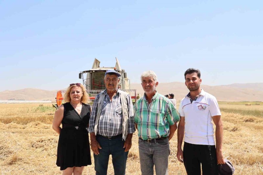 Korkuteli Yeşiloba Yaylası’nda Hibe Tohumların Buğday Hasadı Başladı