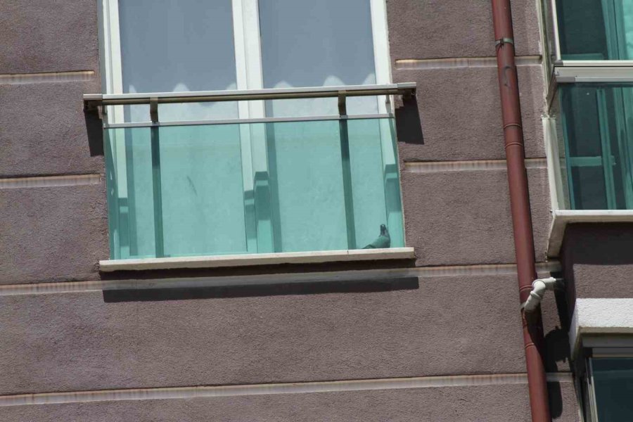 Beyşehir’de İtfaiyeden Güvercin Kurtarma Operasyonu