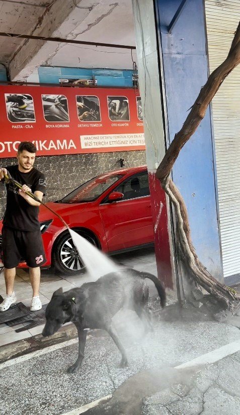 Sıcaktan Bunalan Köpeğin Serinleme Yöntemi İzleyenleri Gülümsetti