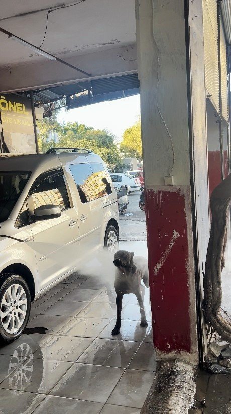 Sıcaktan Bunalan Köpeğin Serinleme Yöntemi İzleyenleri Gülümsetti