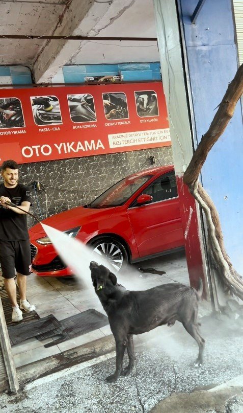 Sıcaktan Bunalan Köpeğin Serinleme Yöntemi İzleyenleri Gülümsetti