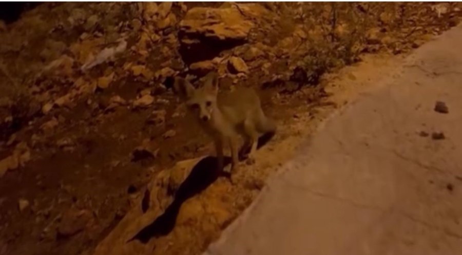 Antalya’da Aç Kalan Tilki Yavrularını Kraker Ve Bisküviyle Beslediler