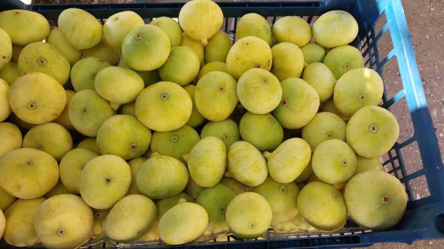 Mut Beyaz İnciri İhracata Gidiyor