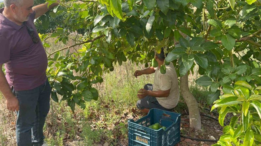 Alanya’da Erkenci Clifton Cinsi Avokado Hasadı Başladı