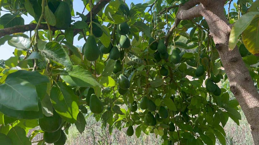 Alanya’da Erkenci Clifton Cinsi Avokado Hasadı Başladı