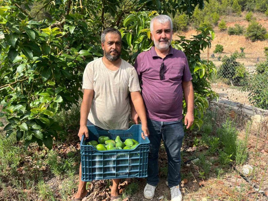 Alanya’da Erkenci Clifton Cinsi Avokado Hasadı Başladı