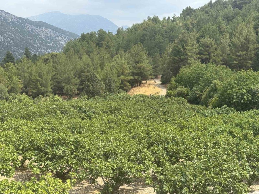 Antalya’da Sıcak Hava Siyah İncir Rekoltesini Yüzde 50 Düşürdü