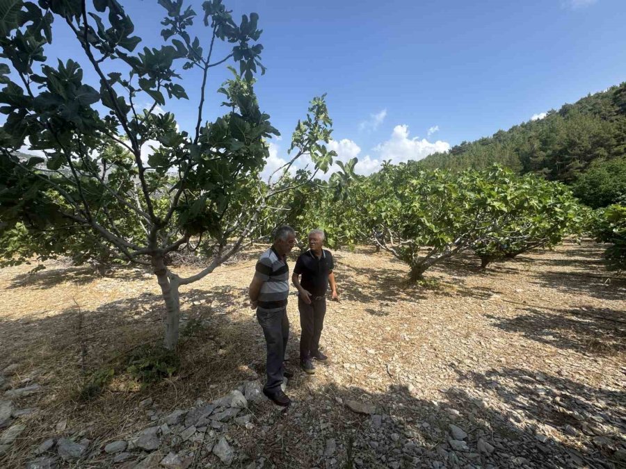 Antalya’da Sıcak Hava Siyah İncir Rekoltesini Yüzde 50 Düşürdü