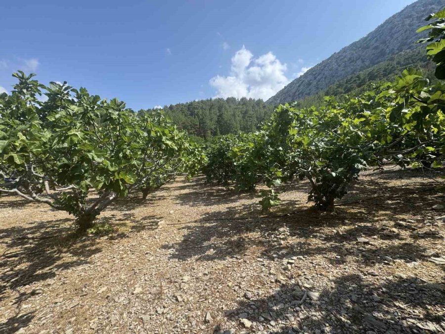 Antalya’da Sıcak Hava Siyah İncir Rekoltesini Yüzde 50 Düşürdü