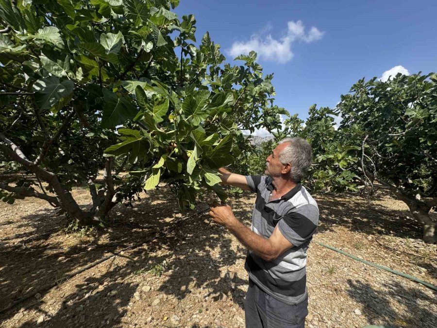 Antalya’da Sıcak Hava Siyah İncir Rekoltesini Yüzde 50 Düşürdü