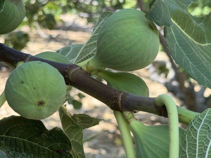 Antalya’da Sıcak Hava Siyah İncir Rekoltesini Yüzde 50 Düşürdü