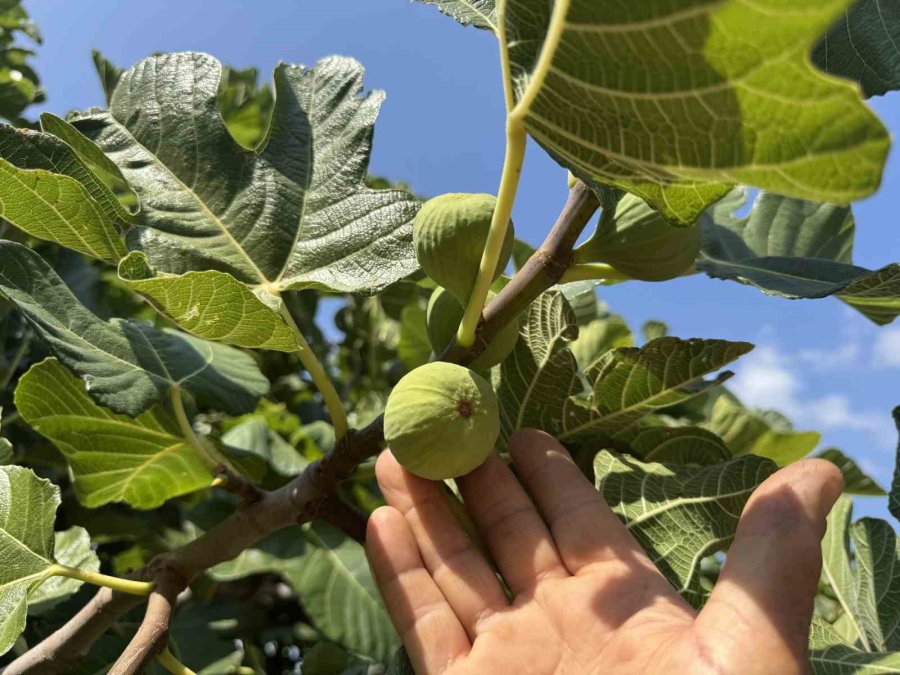 Antalya’da Sıcak Hava Siyah İncir Rekoltesini Yüzde 50 Düşürdü