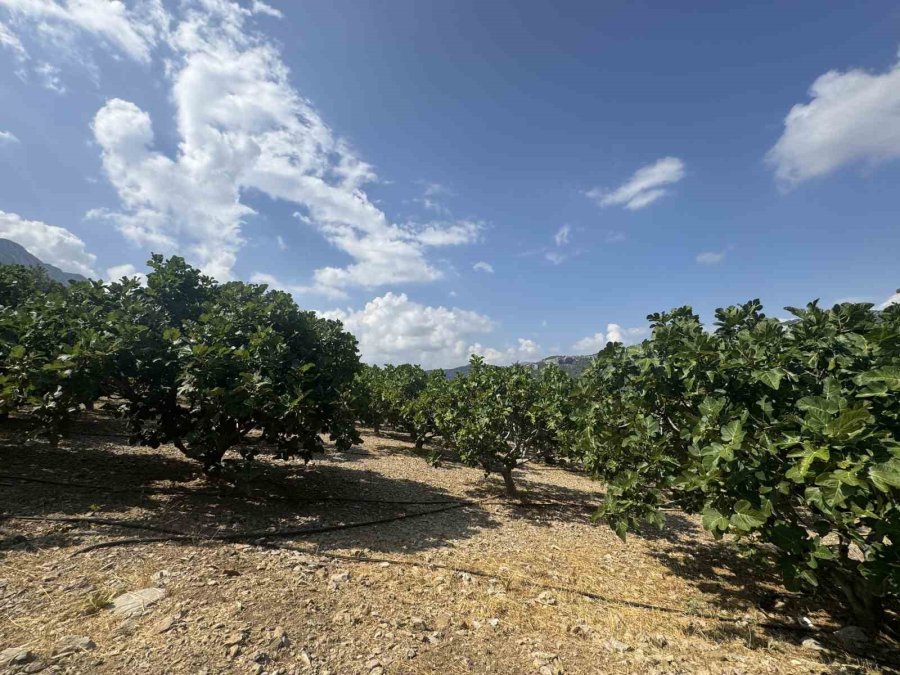 Antalya’da Sıcak Hava Siyah İncir Rekoltesini Yüzde 50 Düşürdü